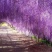 紫藤籽种多年生爬藤植物垂吊紫藤公园庭院走廊攀爬种子