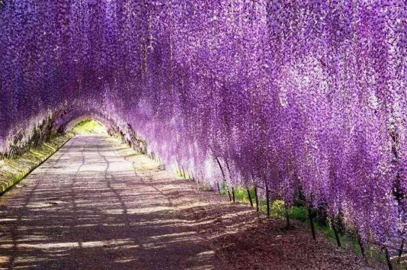 紫藤籽种多年生爬藤植物垂吊紫藤公园庭院走廊攀爬种子