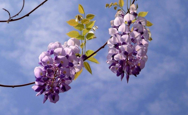 紫藤籽种多年生爬藤植物垂吊紫藤公园庭院走廊攀爬种子