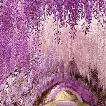 紫藤籽种多年生爬藤植物垂吊紫藤公园庭院走廊攀爬种子