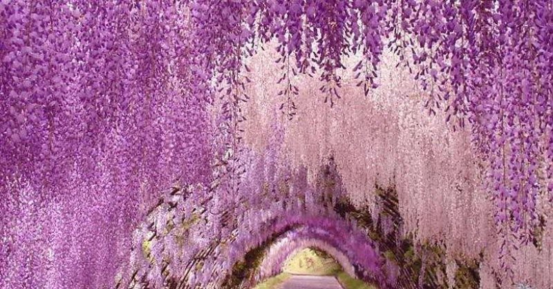 紫藤籽种多年生爬藤植物垂吊紫藤公园庭院走廊攀爬种子