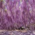 紫藤籽种多年生爬藤植物垂吊紫藤公园庭院走廊攀爬种子