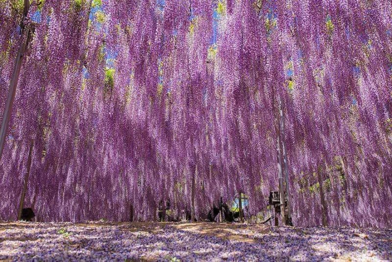 紫藤籽种多年生爬藤植物垂吊紫藤公园庭院走廊攀爬种子