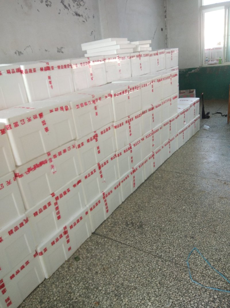 辽宁省海城市精品水黄瓜（亮条瓜）大量上市中，产地直发！