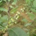 蔓荆子枝条