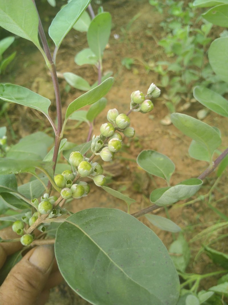 蔓荆子枝条
