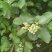 蔓荆子枝条