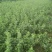 蔓荆子枝条