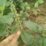 蔓荆子枝条