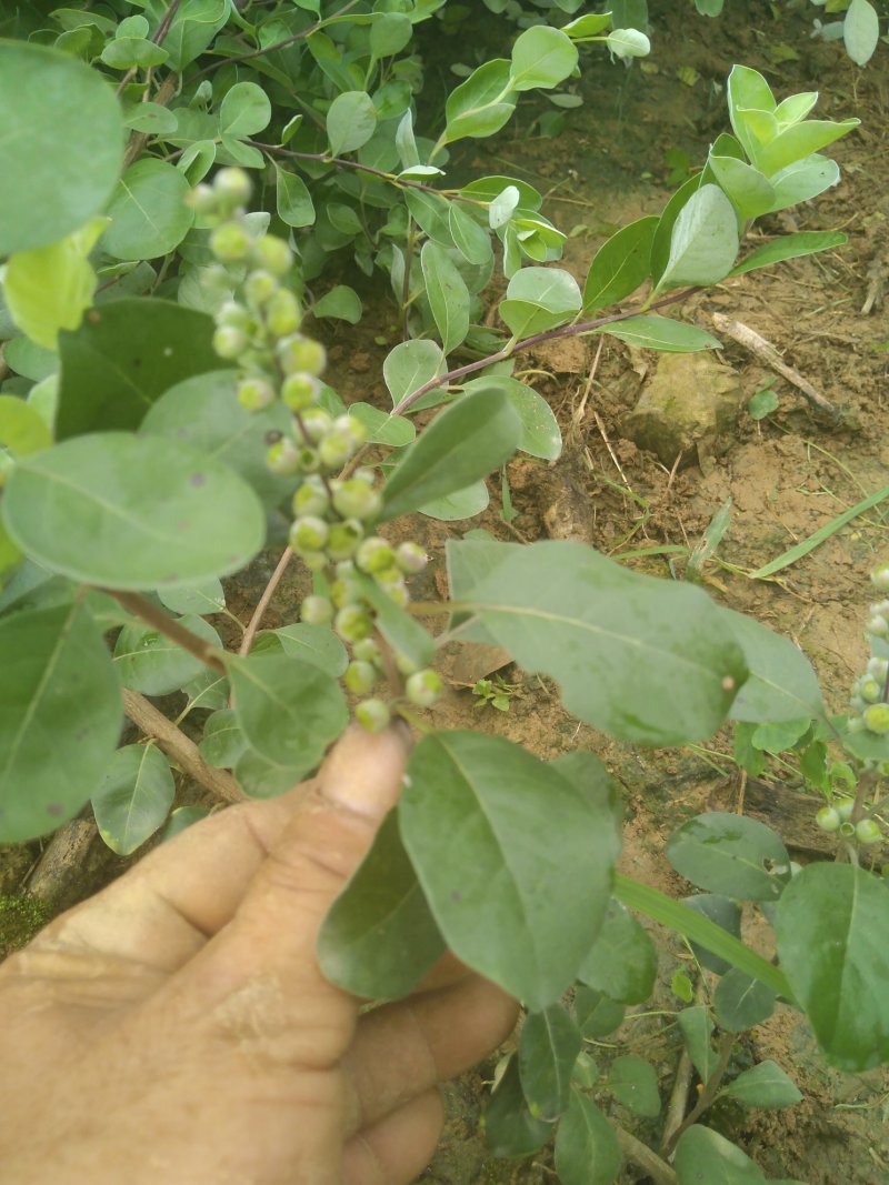蔓荆子枝条