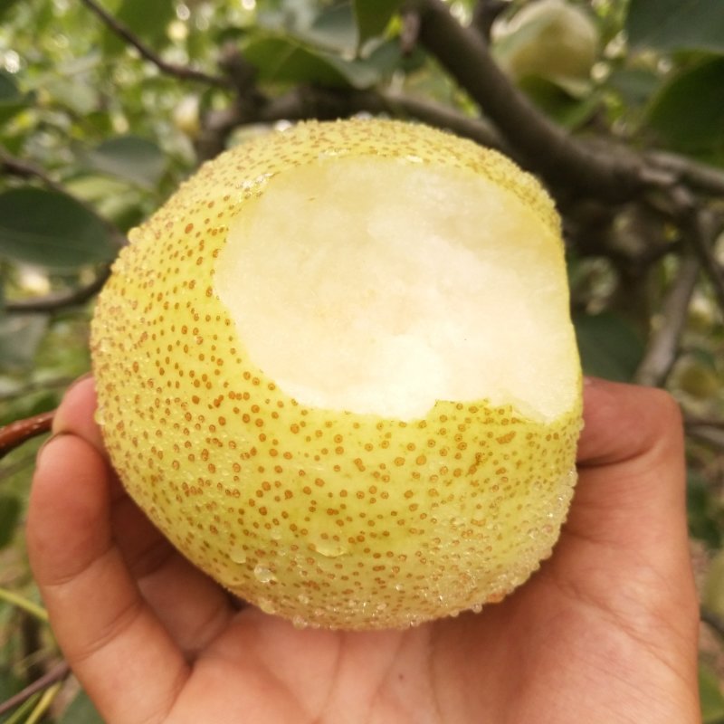 大量大量砀山酥梨0.6钱斤，精品大果，100万斤，