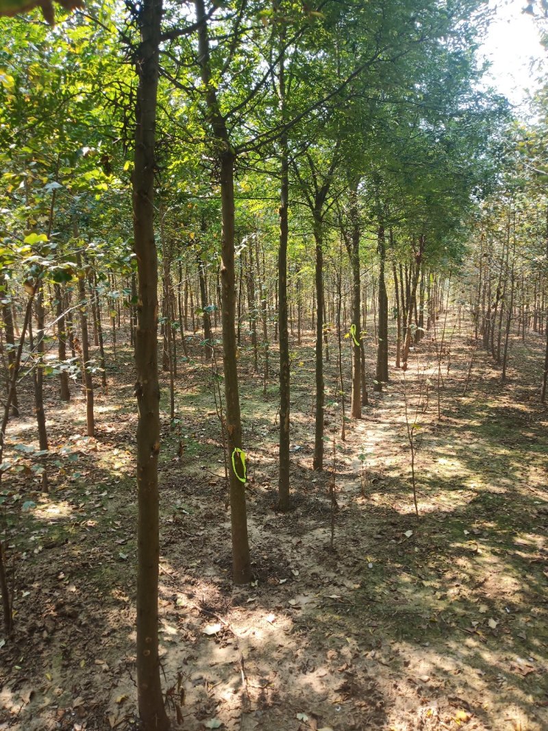 皂角树2公分至6公分的都有