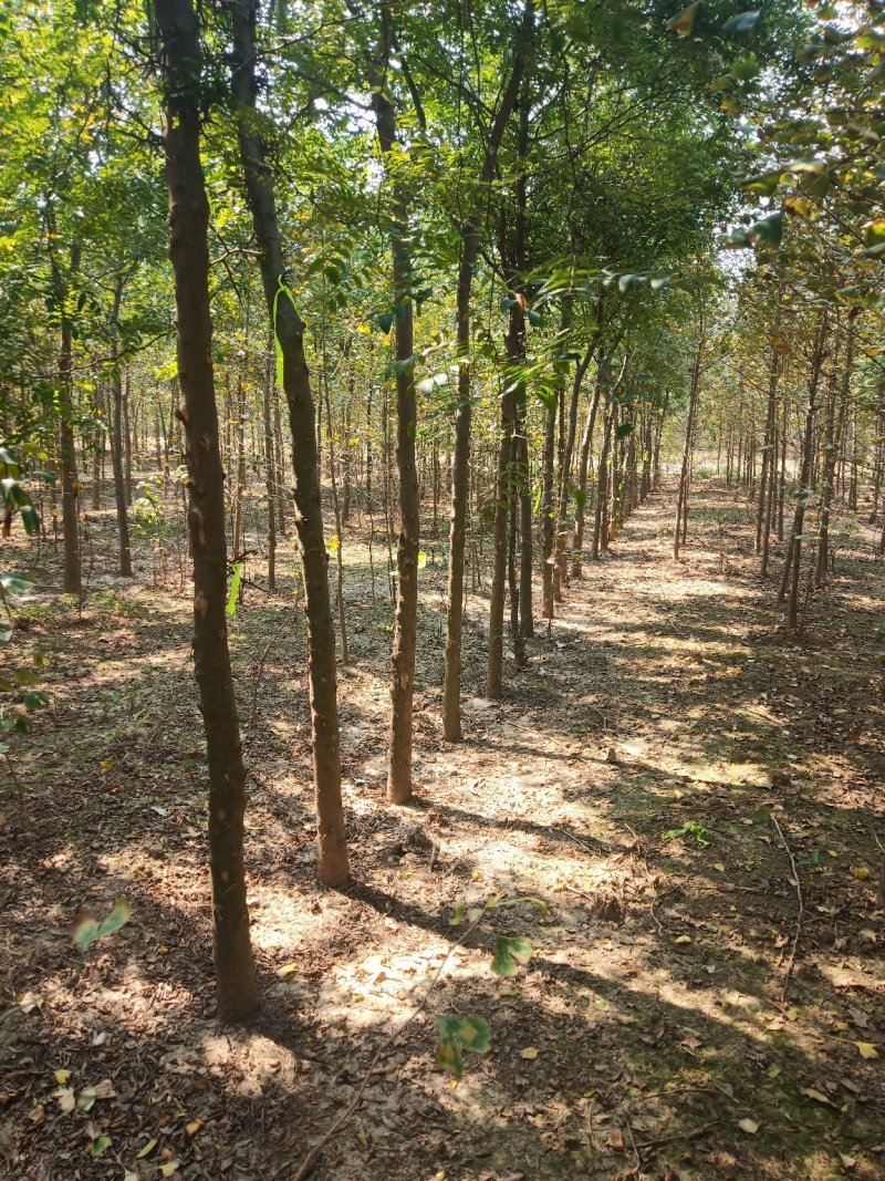 皂角树2公分至6公分的都有