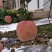 苹果