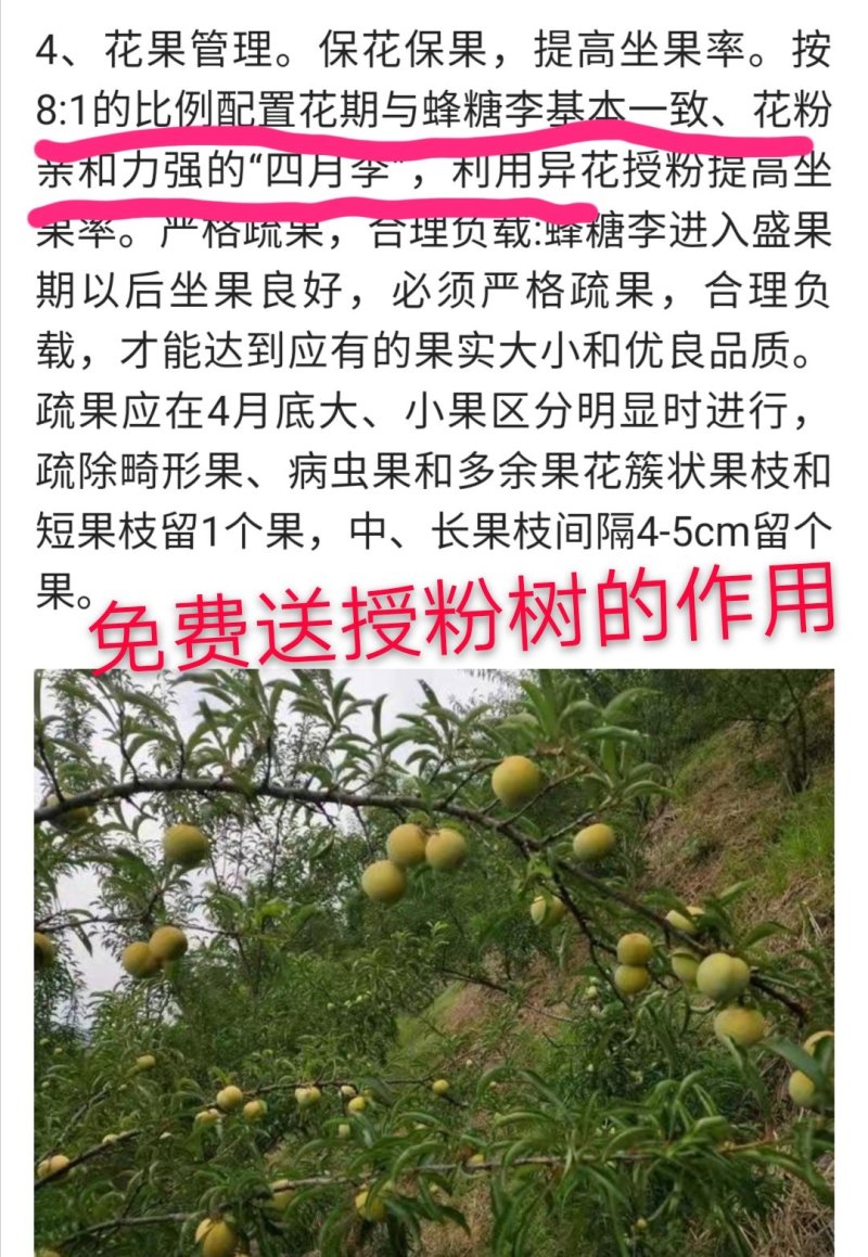 李子苗，蜂糖李苗看贵州【免费送授粉树】正宗原产地蜂糖李苗