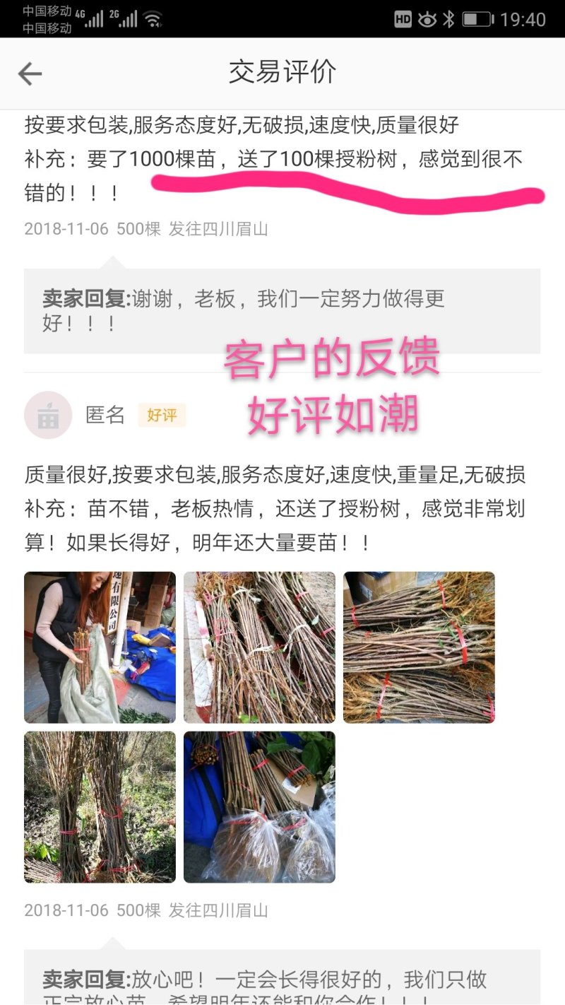 李子苗，蜂糖李苗看贵州【免费送授粉树】正宗原产地蜂糖李苗