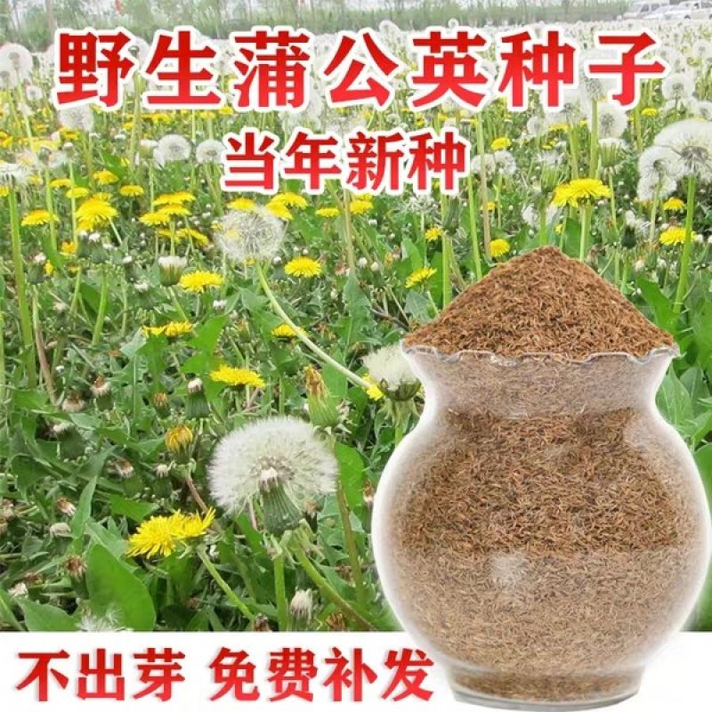 野生蒲公英种子婆婆丁种籽可食用盆栽地栽四季多年生植物