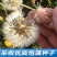 野生蒲公英种子婆婆丁种籽可食用盆栽地栽四季多年生植物