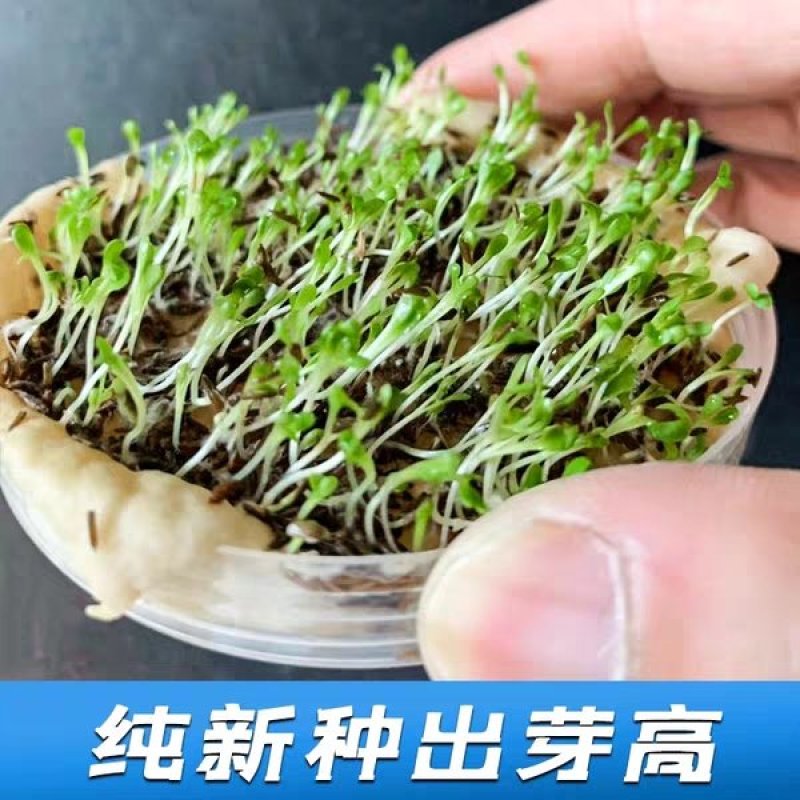 野生蒲公英种子婆婆丁种籽可食用盆栽地栽四季多年生植物