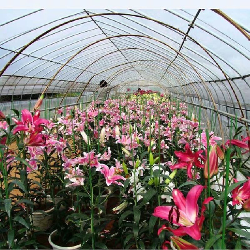 带芽香水百合种球大球重瓣四季花卉植物