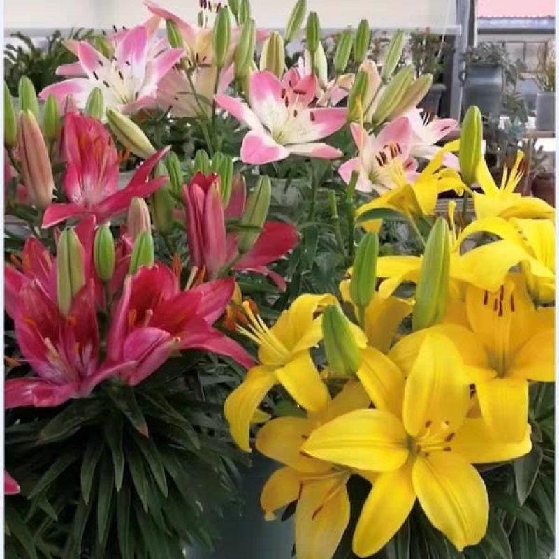 带芽香水百合种球大球重瓣四季花卉植物