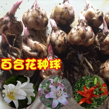带芽香水百合种球大球重瓣四季花卉植物