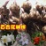 带芽香水百合种球大球重瓣四季花卉植物