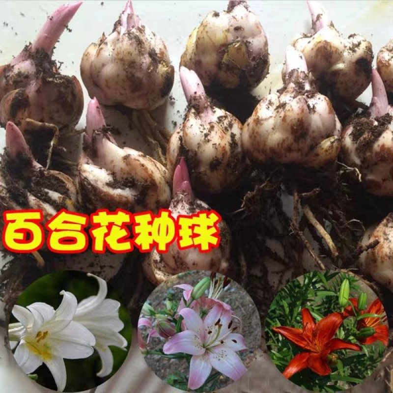 带芽香水百合种球大球重瓣四季花卉植物