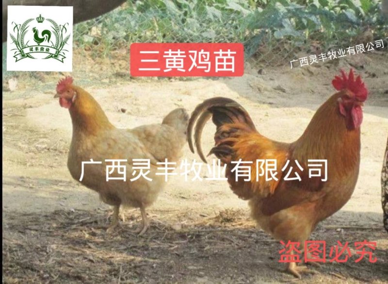 三黄鸡苗【高销量热卖】《有经营许可证》买卖更放心