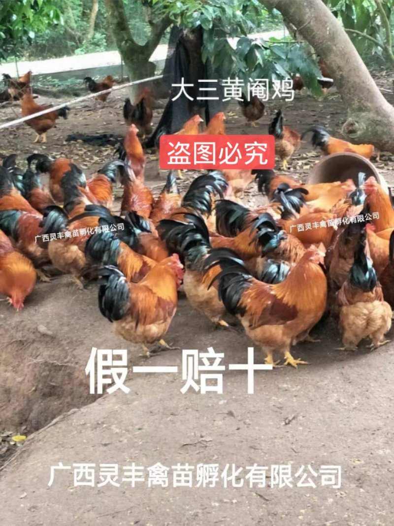 三黄鸡苗【高销量热卖】《有经营许可证》买卖更放心