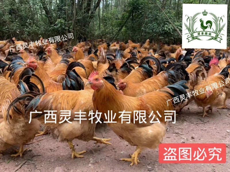 三黄鸡苗【高销量热卖】《有经营许可证》买卖更放心