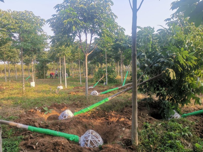 6公分到10公分七叶树