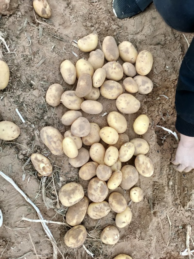 陇7土豆产地直销支持视频看货可打冷黄皮黄肉