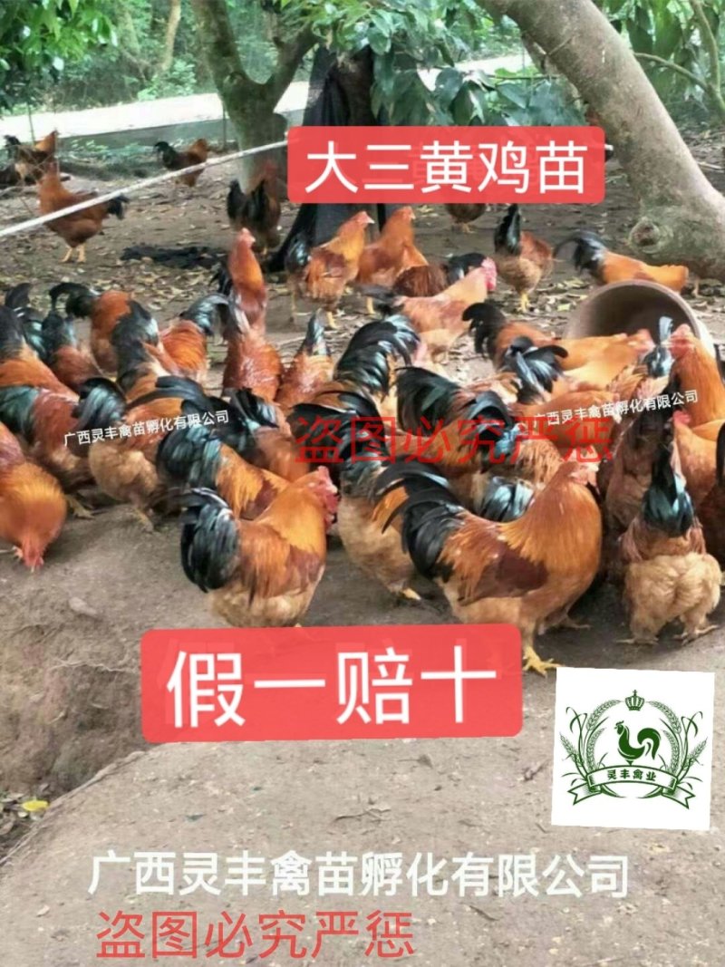 【中三黄鸡，大三黄鸡苗】三黄鸡苗，包打疫苗假一赔十