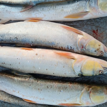 纯洞庭湖野生翘嘴白鱼，鳡鱼，鳜鱼，鲶鱼，