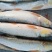 纯洞庭湖野生翘嘴白鱼，鳡鱼，鳜鱼，鲶鱼，