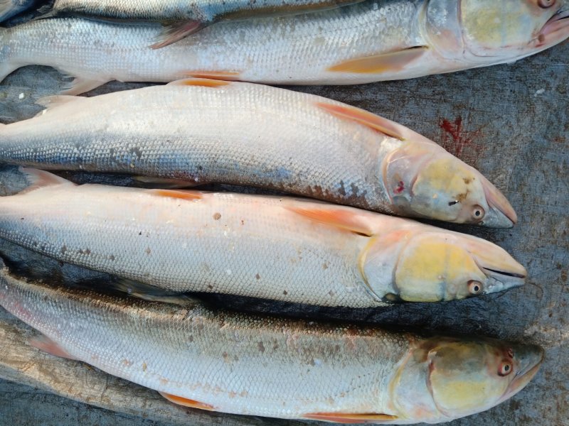 纯洞庭湖野生翘嘴白鱼，鳡鱼，鳜鱼，鲶鱼，