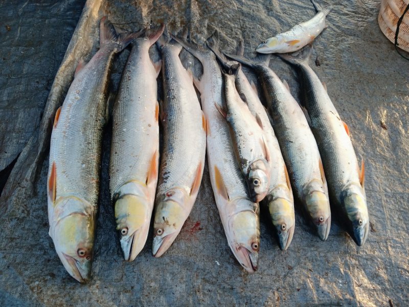 纯洞庭湖野生翘嘴白鱼，鳡鱼，鳜鱼，鲶鱼，