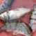 纯洞庭湖野生翘嘴白鱼，鳡鱼，鳜鱼，鲶鱼，