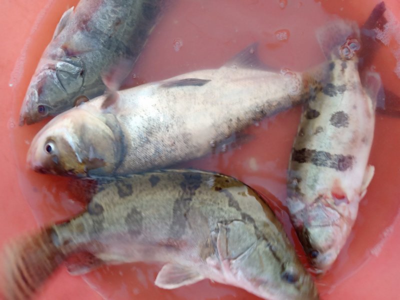 纯洞庭湖野生翘嘴白鱼，鳡鱼，鳜鱼，鲶鱼，