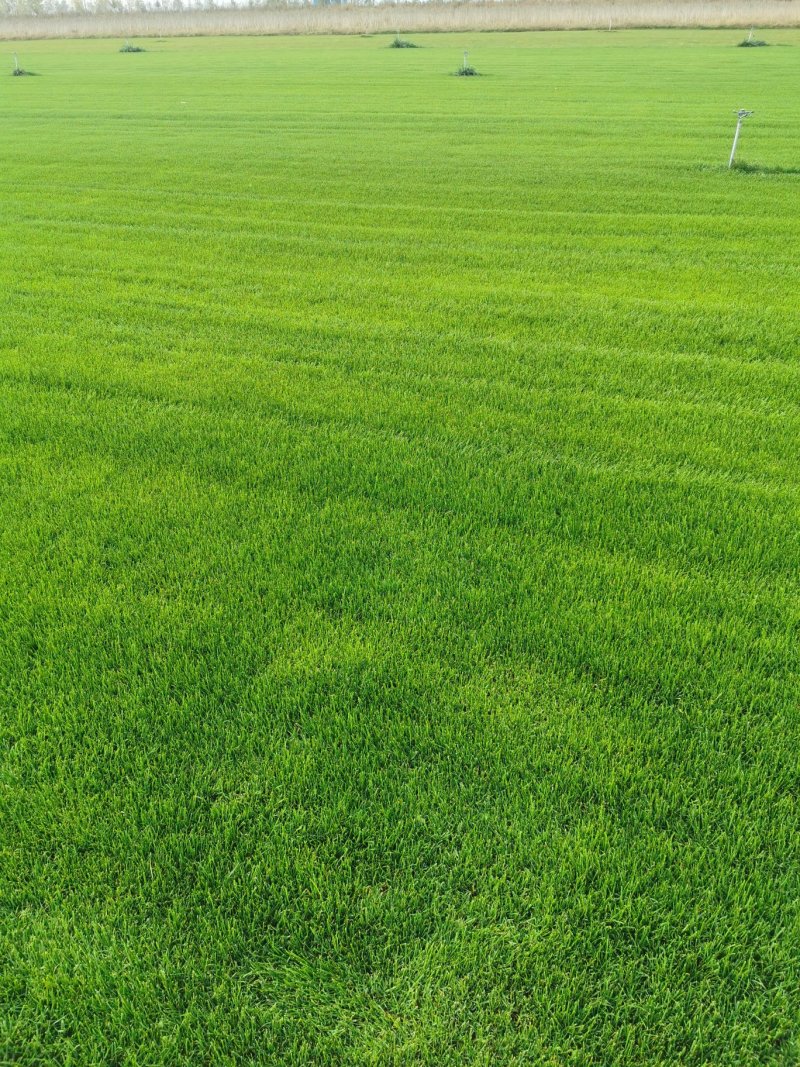 草坪