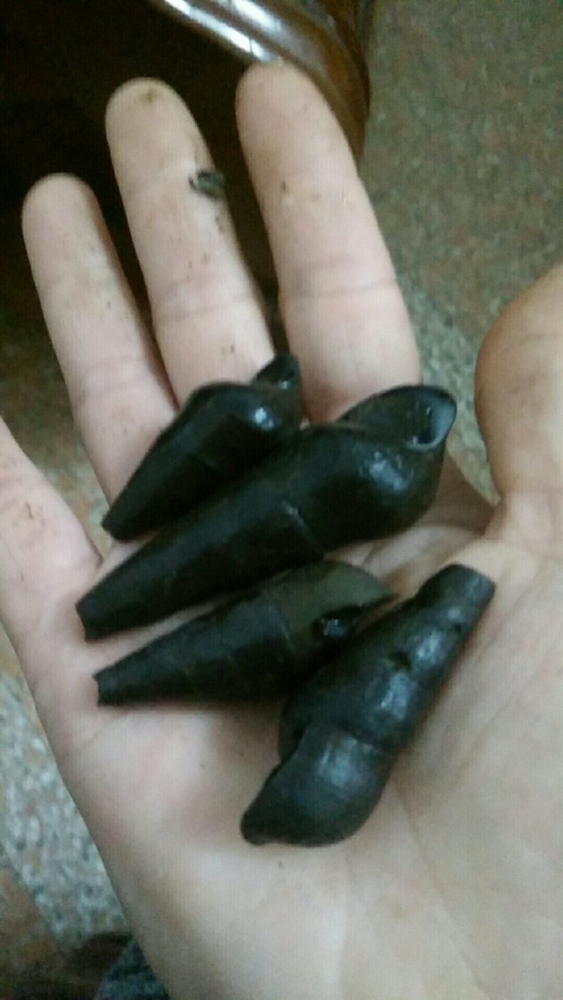 纯黑山坑螺批发