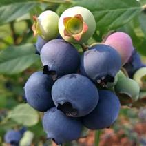【蓝莓苗】绿宝石优瑞卡薄雾奥尼尔包纯度包坐果
