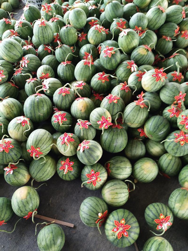 蜜童无籽小西瓜，头茬精品蜜童西瓜以上市，还可以卖到11月