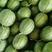 蜜童无籽小西瓜，头茬精品蜜童西瓜以上市，还可以卖到11月