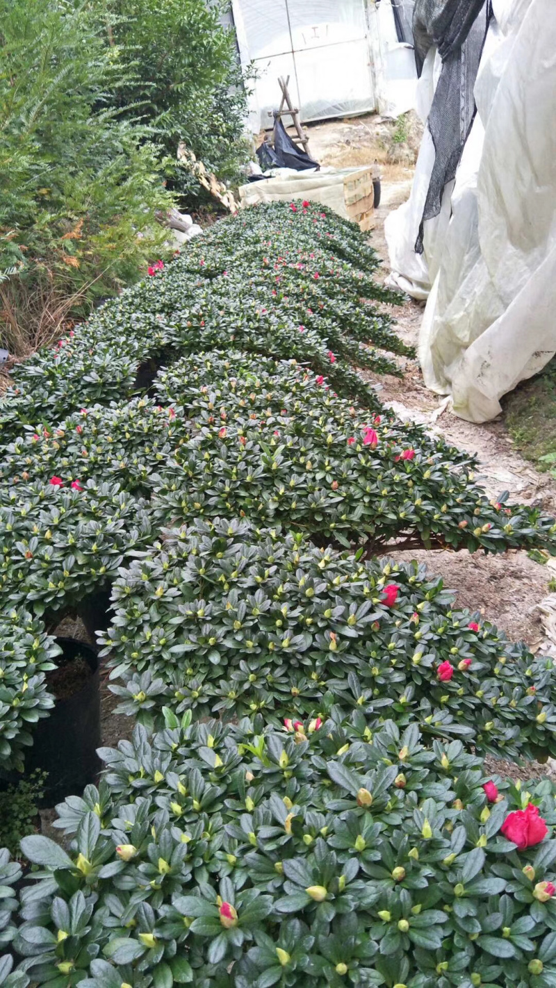 精品造型杜鹃花高山流水产地直销悬崖式造型批发
