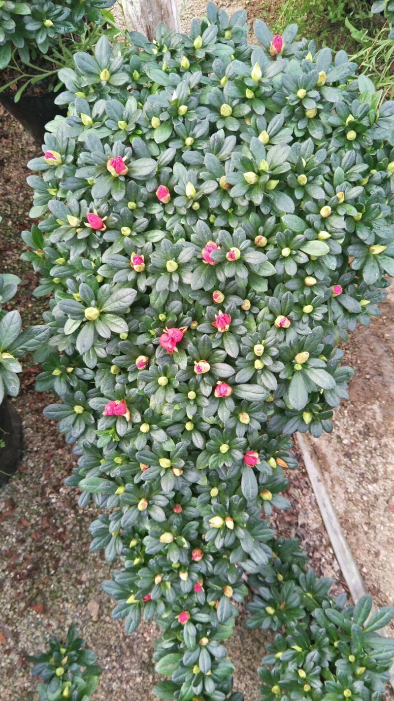 精品造型杜鹃花高山流水产地直销悬崖式造型批发