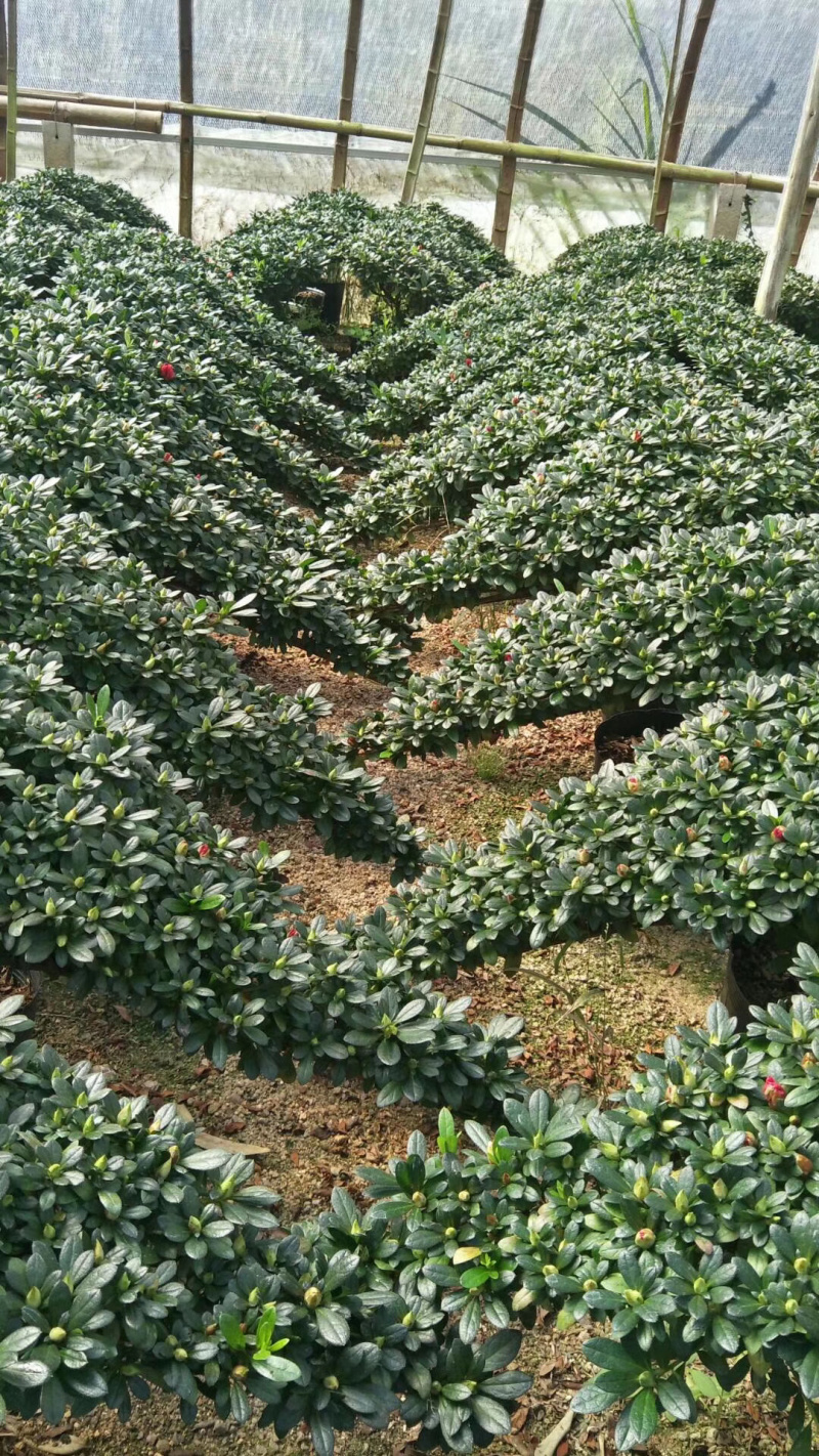 精品造型杜鹃花高山流水产地直销悬崖式造型批发