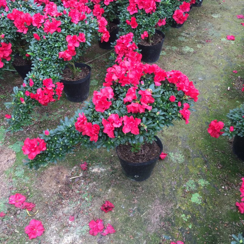 精品造型杜鹃花高山流水产地直销悬崖式造型批发