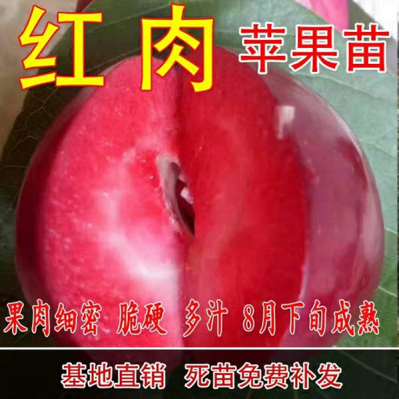 红色之爱，红肉苹果，颜色靓丽，口感独特，基地直供